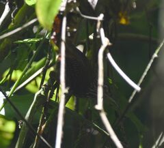 Cantorchilus thoracicus