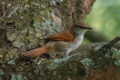 Certhiaxis cinnamomeus