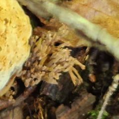 Artomyces pyxidatus