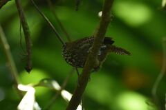 Cantorchilus thoracicus