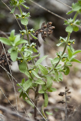 Sideritis montana