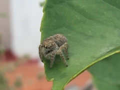 Philaeus chrysops
