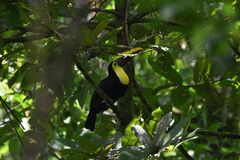 Ramphastos ambiguus