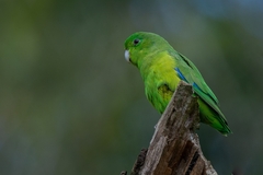 Forpus xanthopterygius