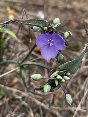 Tradescantia subaspera