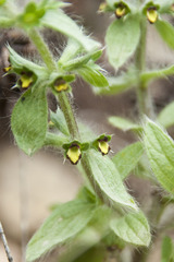 Sideritis montana