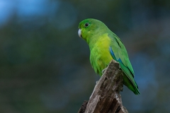 Forpus xanthopterygius