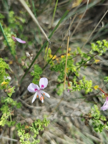 Image of Pelargonium crispum by (c) Barbara le Roux, some rights reserved (CC BY-SA)