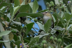 Vireo chivi