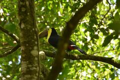 Ramphastos ambiguus