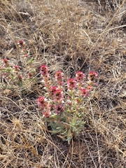 Pyankovia brachiata