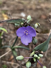Tradescantia subaspera