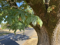 Acer macrophyllum