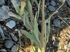 Pechuel-loeschea leubnitziae