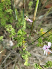 Pelargonium crispum