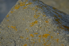 Xanthoria calcicola