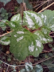 Lamium galeobdolon argentatum