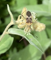 Hypselonotus punctiventris