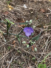 Tradescantia subaspera