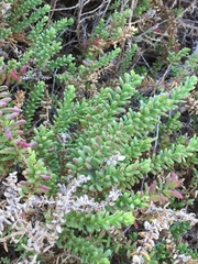 Traganum moquinii