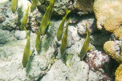 Haemulon flavolineatum