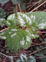 Lamium galeobdolon argentatum