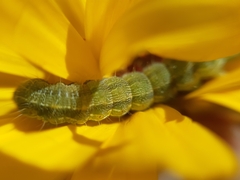 Helicoverpa armigera