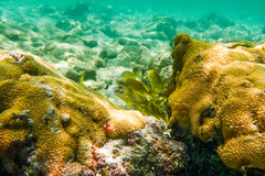 Haemulon flavolineatum