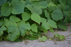Pueraria montana