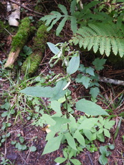 Nabalus trifoliolatus