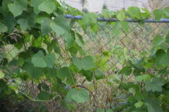 Pueraria montana