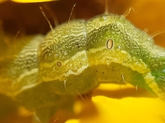 Helicoverpa armigera