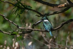 Chloroceryle amazona