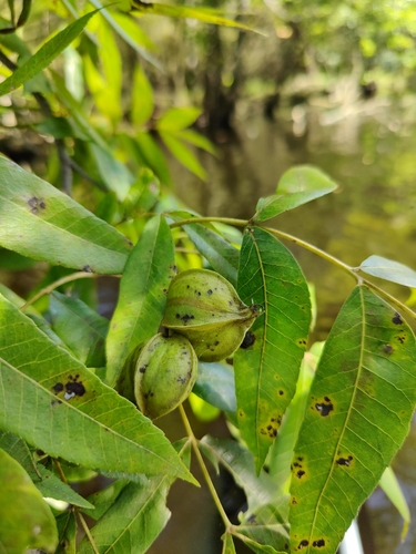 Image of Carya aquatica by (c) Siddarth Machado, some rights reserved (CC BY)