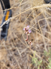 Limonium suffruticosum