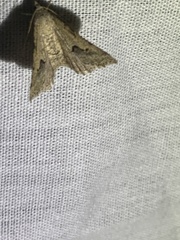 Frederickia s-signata