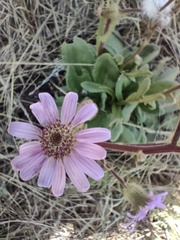 Senecio speciosus