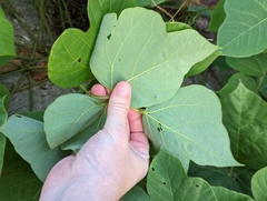 Pueraria montana