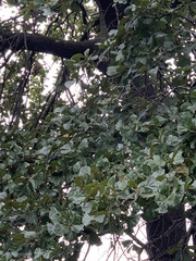 Quercus marilandica