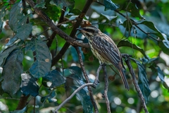 Myiodynastes maculatus