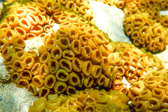 Palythoa caribaeorum