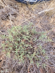 Limonium suffruticosum