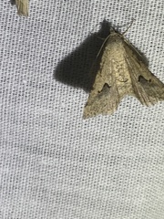 Frederickia s-signata