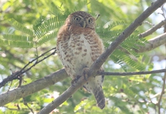 Glaucidium siju
