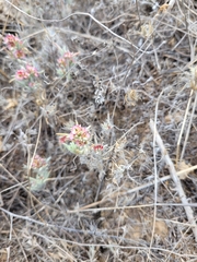 Pyankovia brachiata