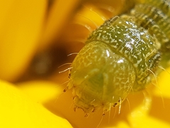 Helicoverpa armigera