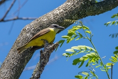 Megarynchus pitangua