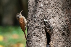 Lepidocolaptes angustirostris