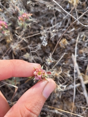 Pyankovia brachiata