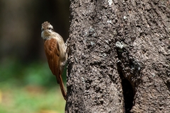 Lepidocolaptes angustirostris